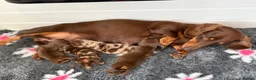 Miniature Dachshund dogs for sale: KC reg & health tested  - Advert 12