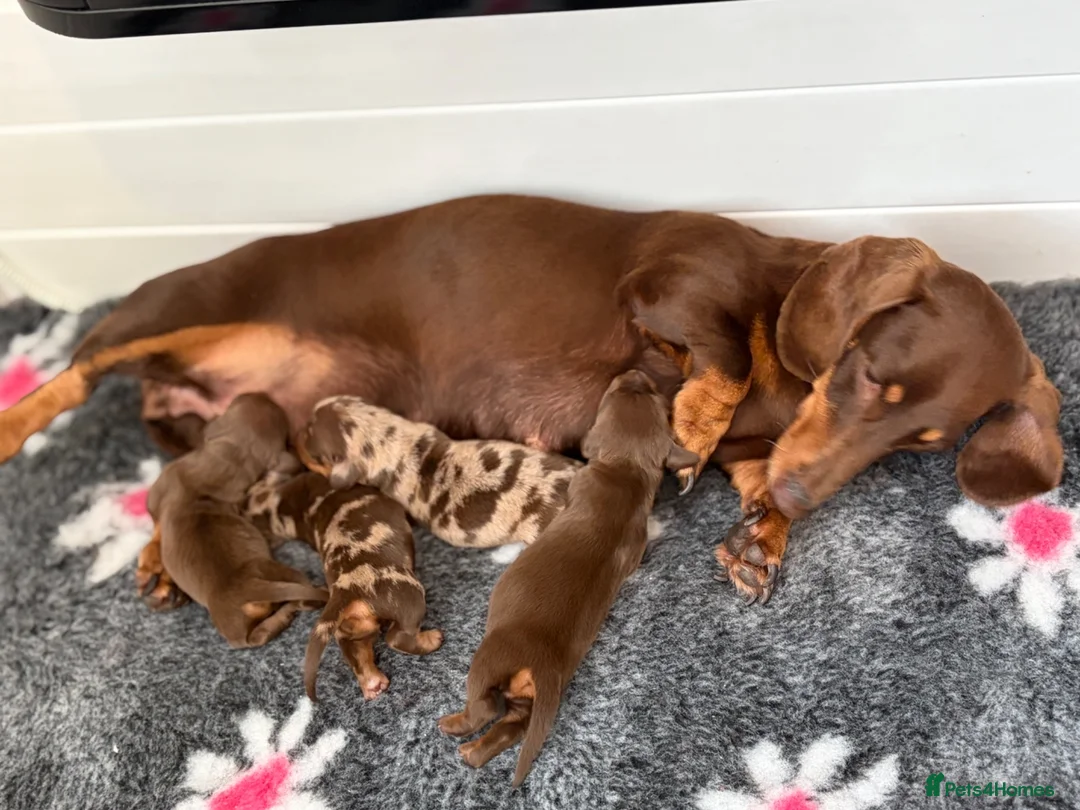 Miniature Dachshund dogs for sale: KC reg & health tested  - Advert 12