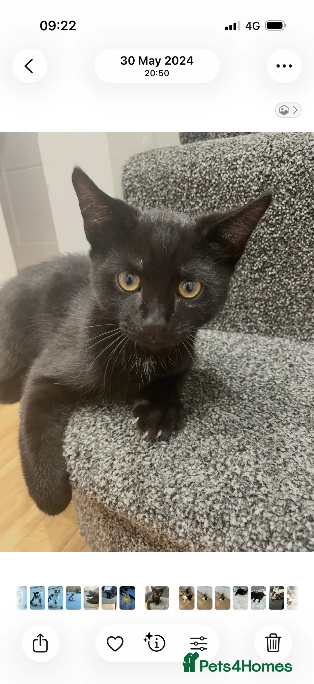 Mixed Breed cats for sale: Lovely 1 year old male at for rehoming in Clacton-on-Sea - Advert 8