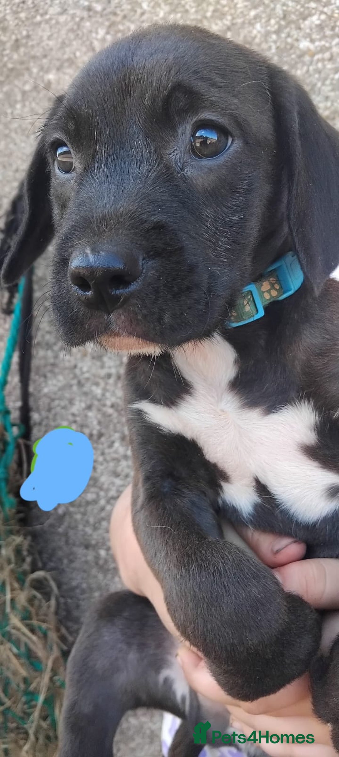 Mixed Breed dogs for sale: Beautiful Chunky Pocket Bully X Cockapoo  - Image 2