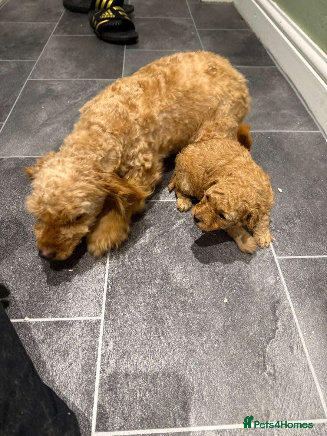 Maltipoo dogs for sale: Toy poodle puppy for sale maltipoo - Image 12