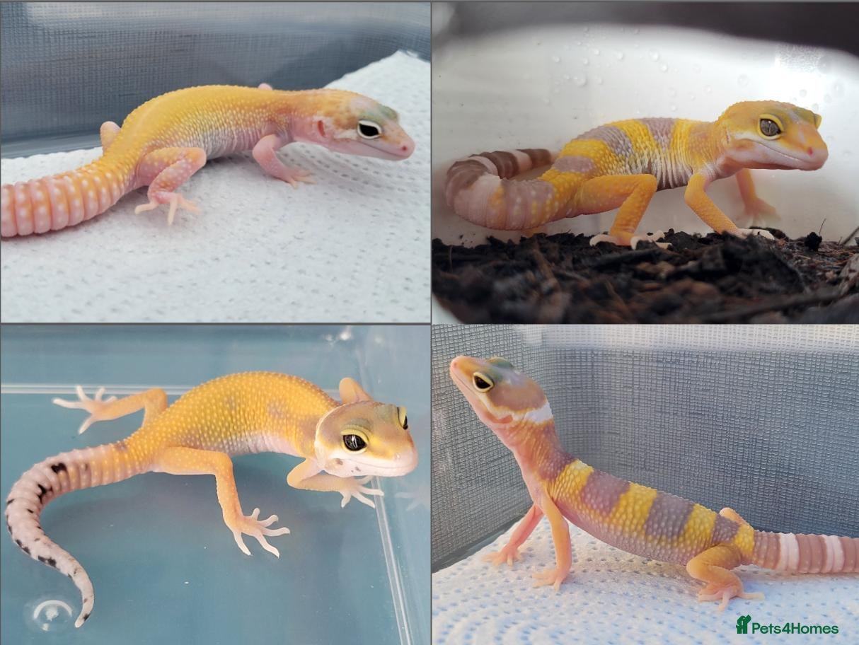 Leopard Gecko reptiles Baby Leopard Geckos - Advert 12