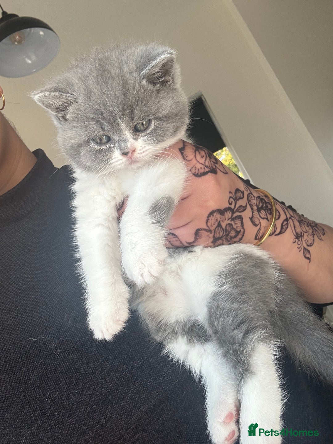 British Shorthair cats for sale: Pedigree British shorthair (Bi colour gene) in Birmingham - Image 19
