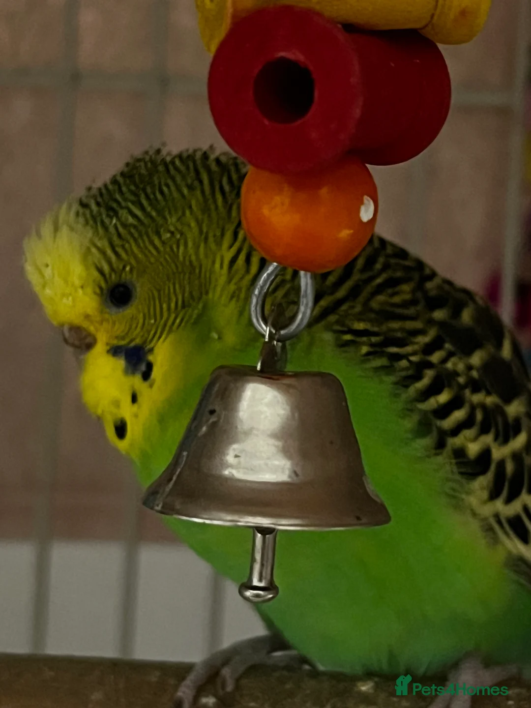 Budgerigars birds for sale: 3 budgies + cage - Advert 9