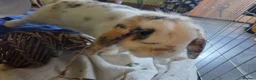 English Spot rabbits for sale: Neutred beautiful boy looking gor his forever home - Advert 7