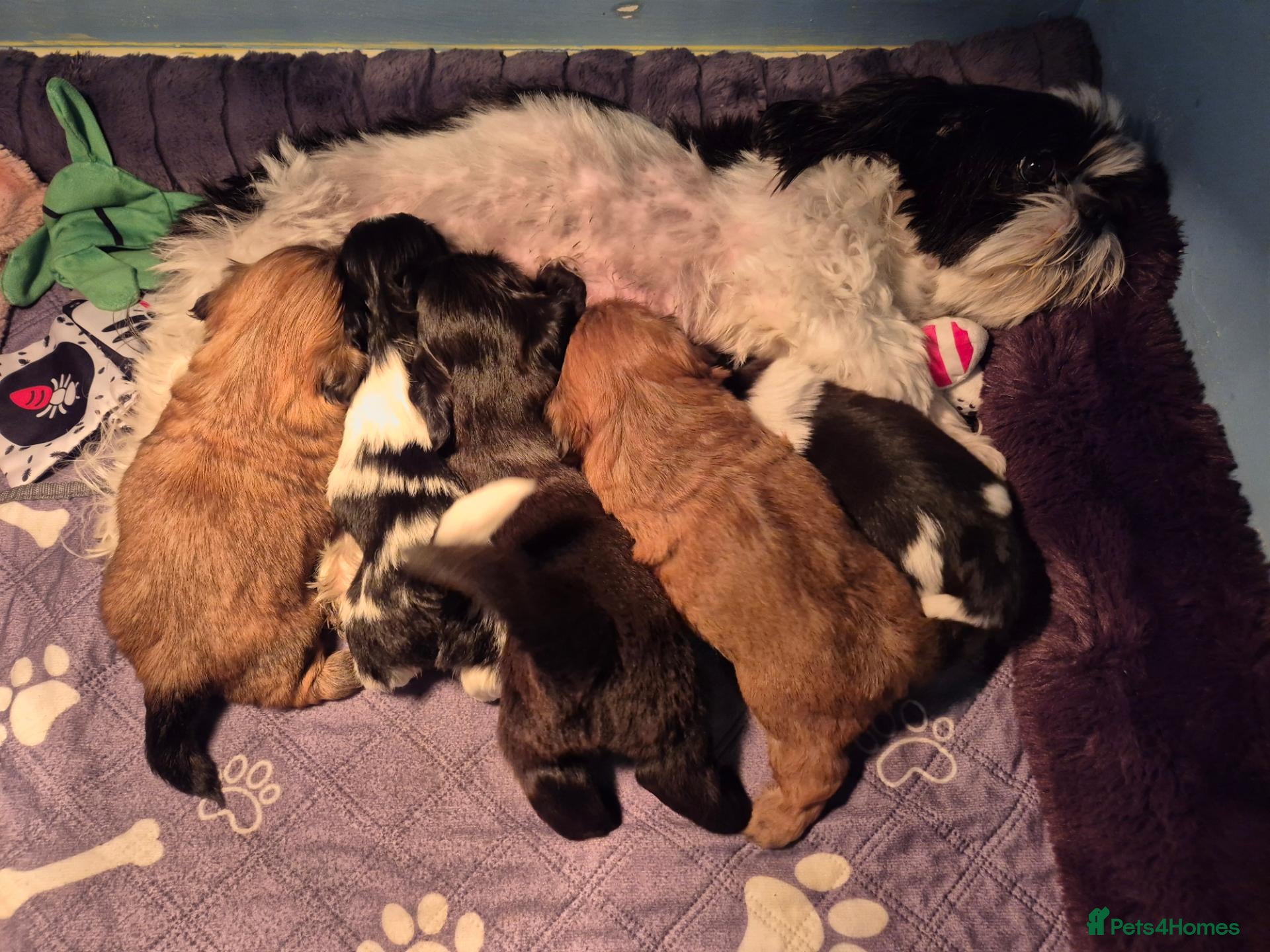 Shih Tzu dogs for sale: Puppy for sale  - Advert 5