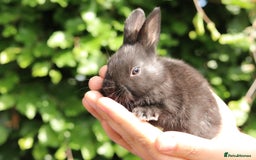 Guinea Pig rodents for sale: 2 lunkarya guinea pigs  - Image 3