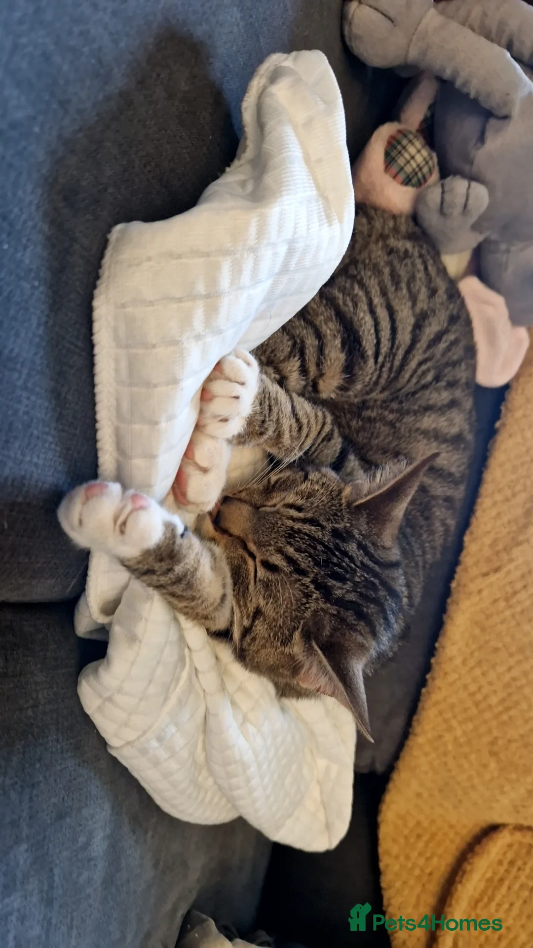 British Shorthair cats for sale: British shorthair  - Advert 2