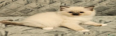 Ragdoll 2
