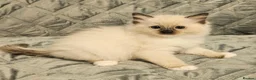 Ragdoll cats for sale: Stunning Ragdoll kittens 😸  - Advert 22
