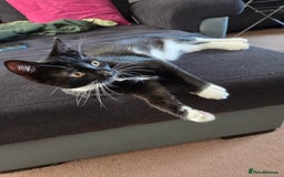 Mixed Breed cats for sale: Mr Shy  - Image 8