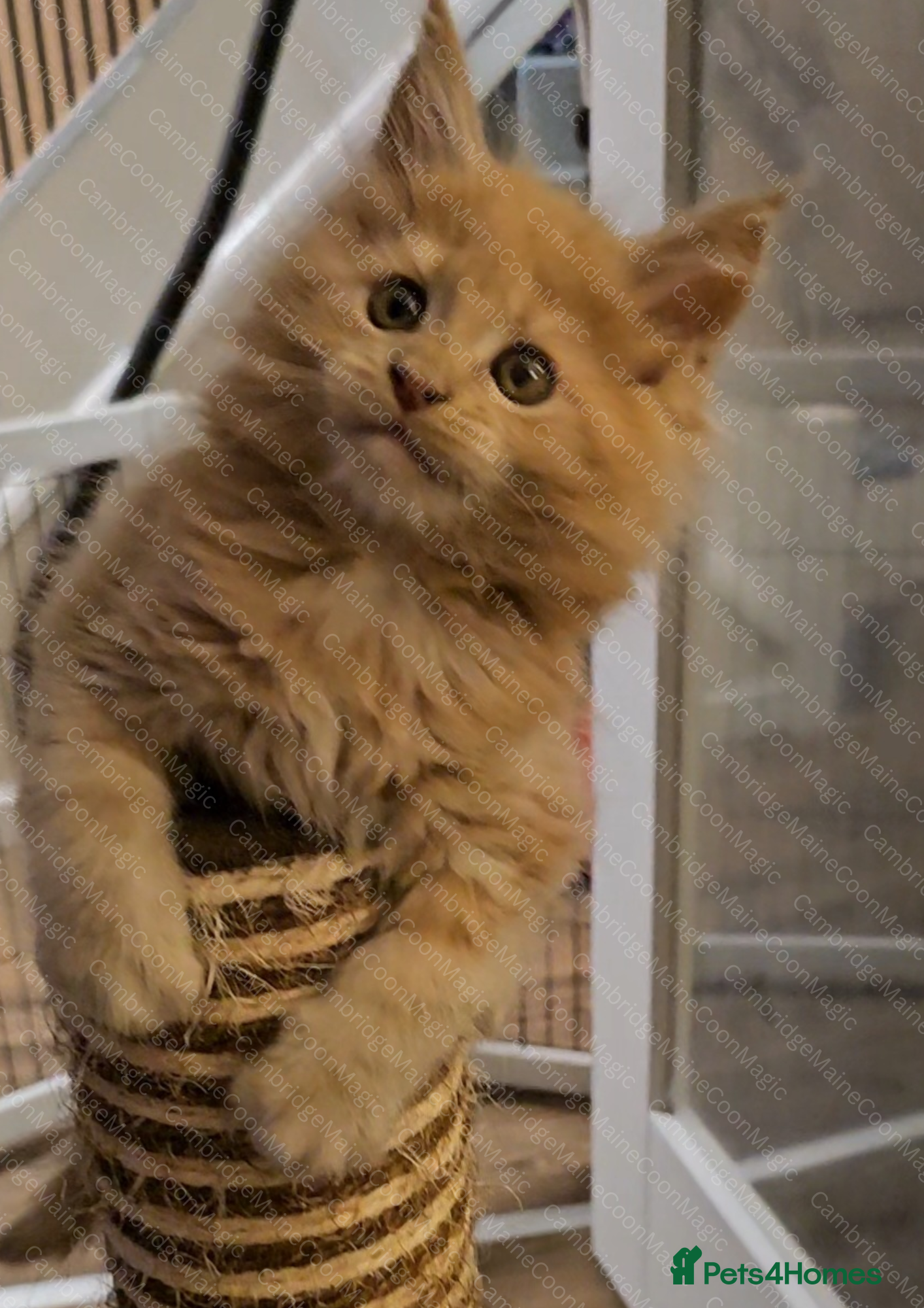 Maine Coon cats Gccf Maine Coon Kittens - Advert 7