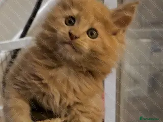 Maine Coon cats Gccf Maine Coon Kittens - Advert 7