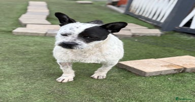 Mixed Breed dogs - Advert 1