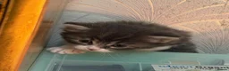 Mixed Breed cats for sale: Adorable Fluffy Kittens for Sale 6-8 in Nottingham - Advert 16