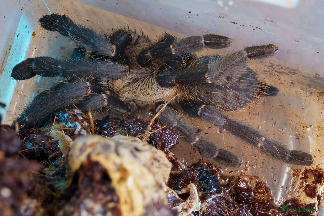 Tarantulas invertebrates for sale: Five species of rare tarantula - Advert 3