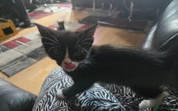 Mixed Breed cats for sale: Kittens ready 26th Aug - Image 6