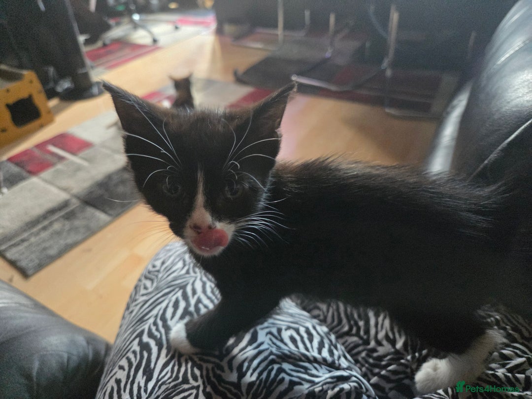 Mixed Breed cats for sale: Kittens ready 26th Aug - Image 6