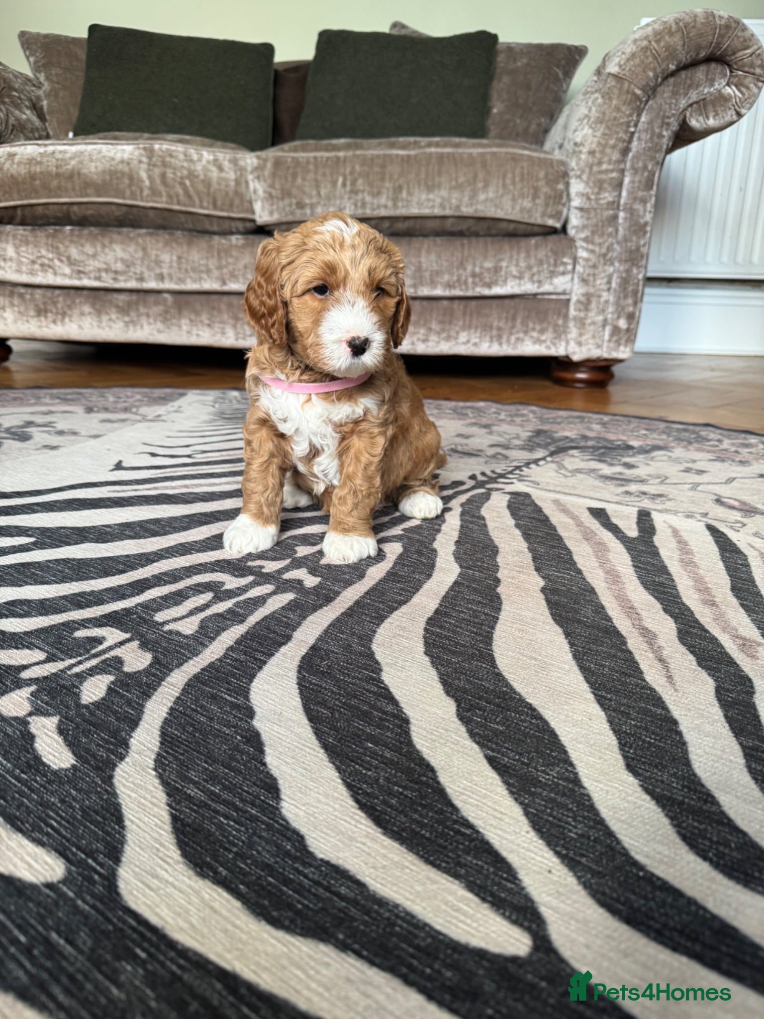 Goldendoodle dogs Outstanding Double Doodles  - Advert 1