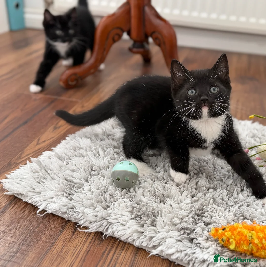 Mixed Breed cats for sale: Kittens Looking for loving homes - Advert 24