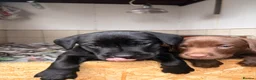Labrador Retriever dogs for sale: Black male Labrador  - Advert 6