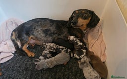 Miniature Dachshund dogs for sale: Amazing miniture dachshund puppies  - Image 23