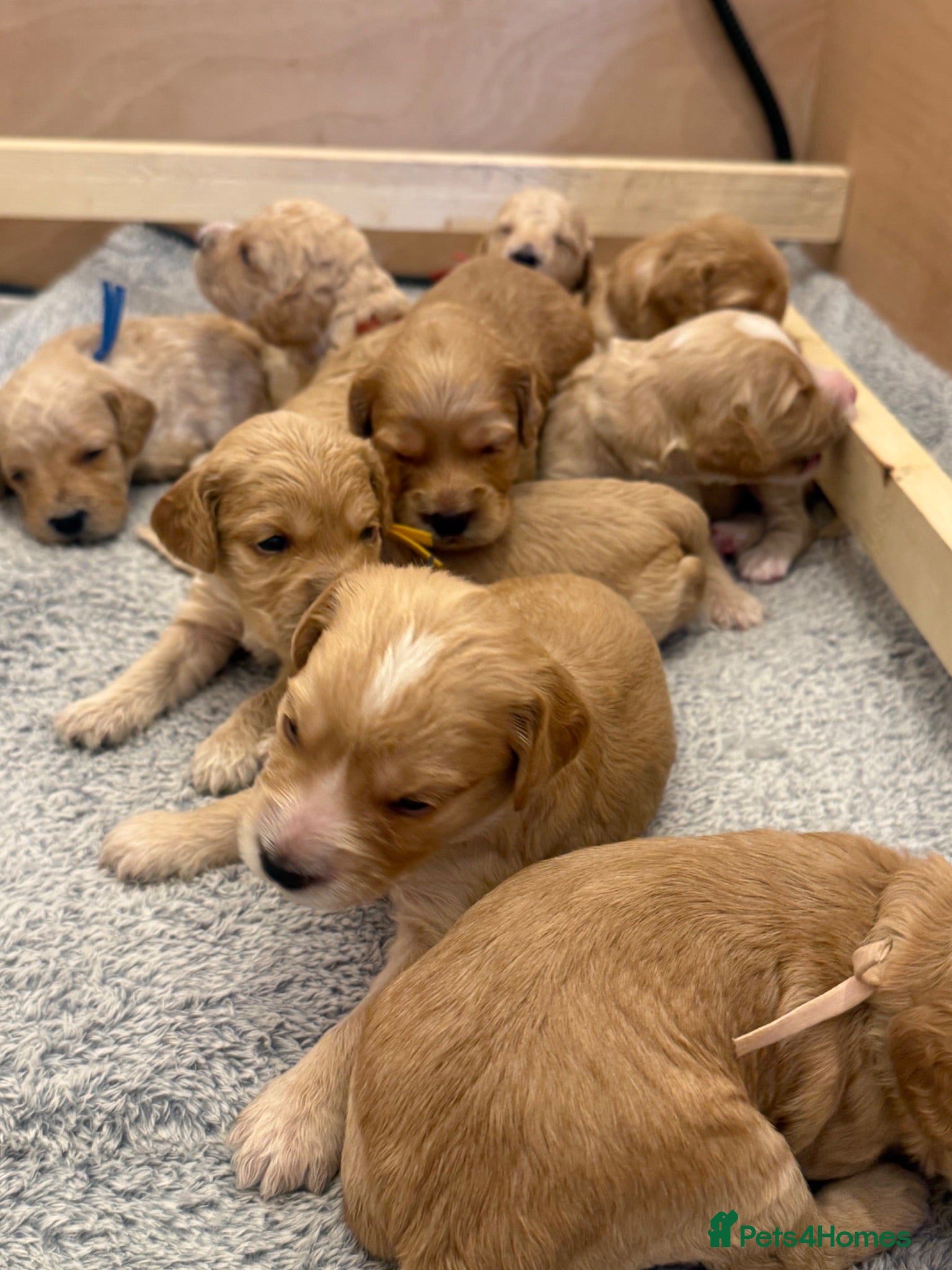 Cockapoo dogs ✨ Exceptional F2 Cockapoo Puppies ✨ - Advert 3