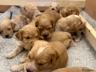 Cockapoo dogs ✨ Exceptional F2 Cockapoo Puppies ✨ - Advert 3
