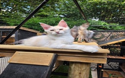 Maine Coon cats for sale: Stunning quality tica registered Mainecoon  - Image 25
