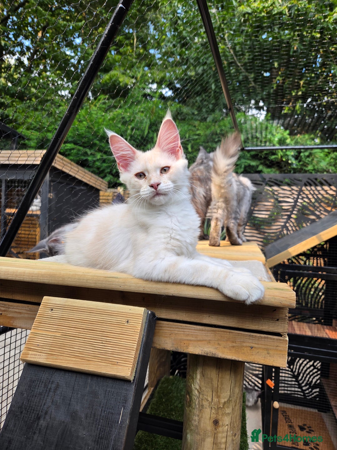 Maine Coon cats for sale: Stunning quality tica registered Mainecoon  - Image 25