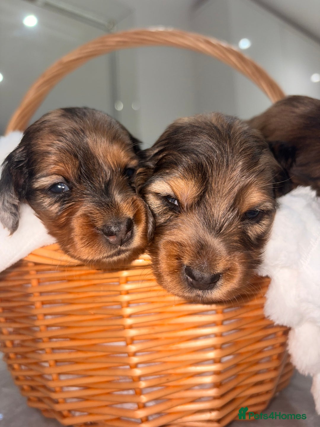 Miniature Dachshund dogs for sale: Quality Russian shaded red minis - Advert 18