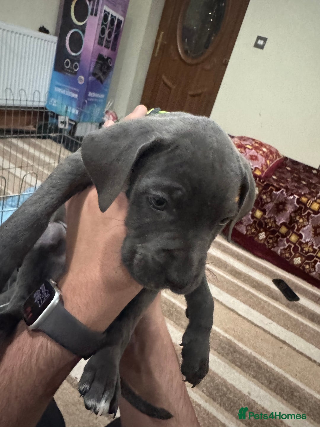 Cane Corso dogs for sale: Pure Pedigree Cane Corso Puppies - Image 33