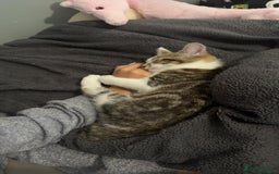 Mixed Breed cats for sale: Cat for sale  - Image 3