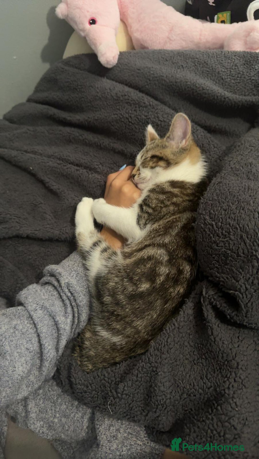 Mixed Breed cats for sale: Cat for sale  - Image 3