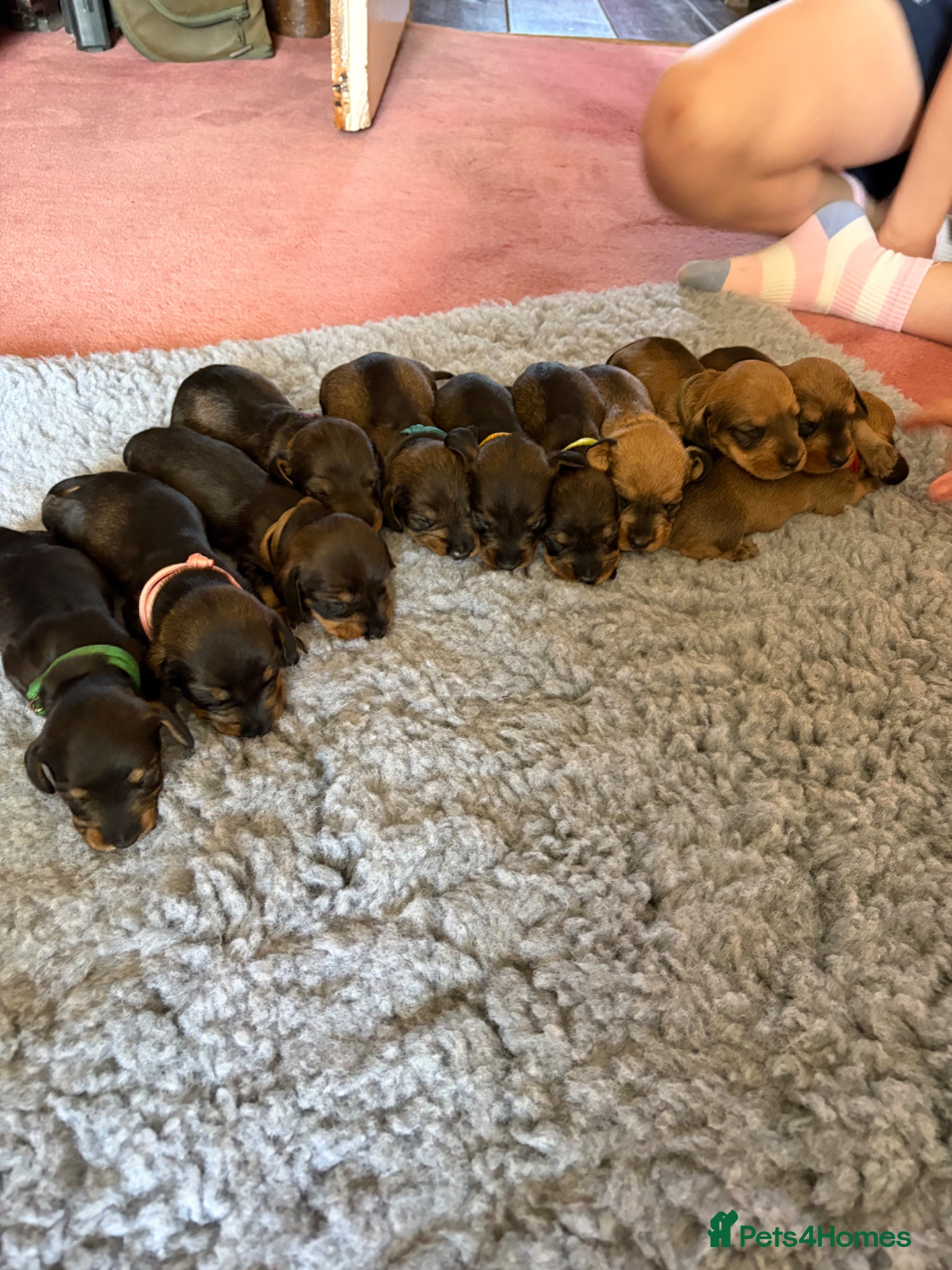 Dachshund dogs for sale: Beautiful Pedigree Wire-Haired Dachshund Puppies - Advert 16