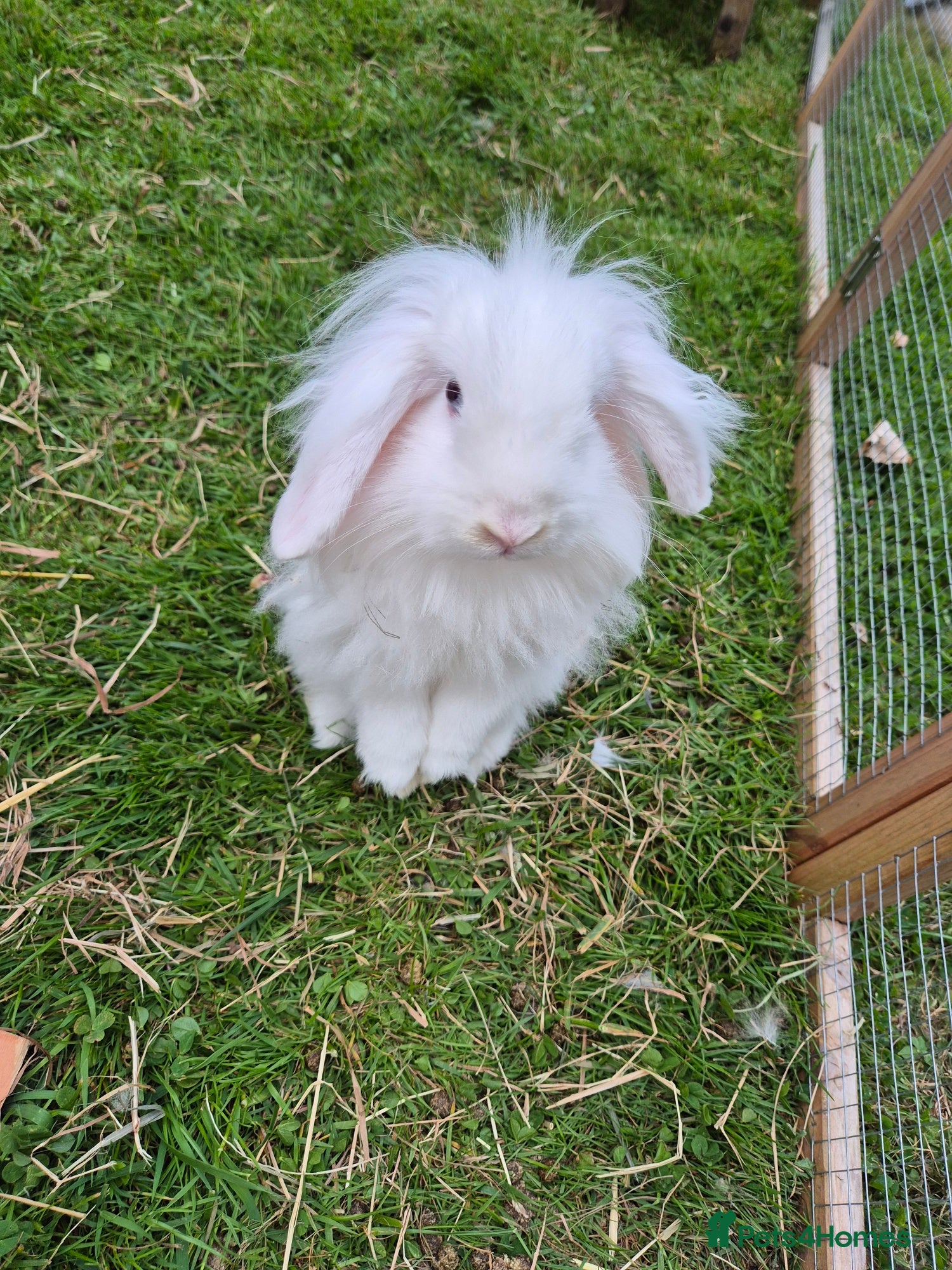Mini Lion Lop rabbits Pair of beautiful pure white brothers - Advert 1