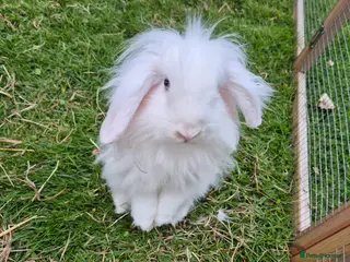 Mini Lion Lop rabbits Pair of beautiful pure white brothers - Advert 1
