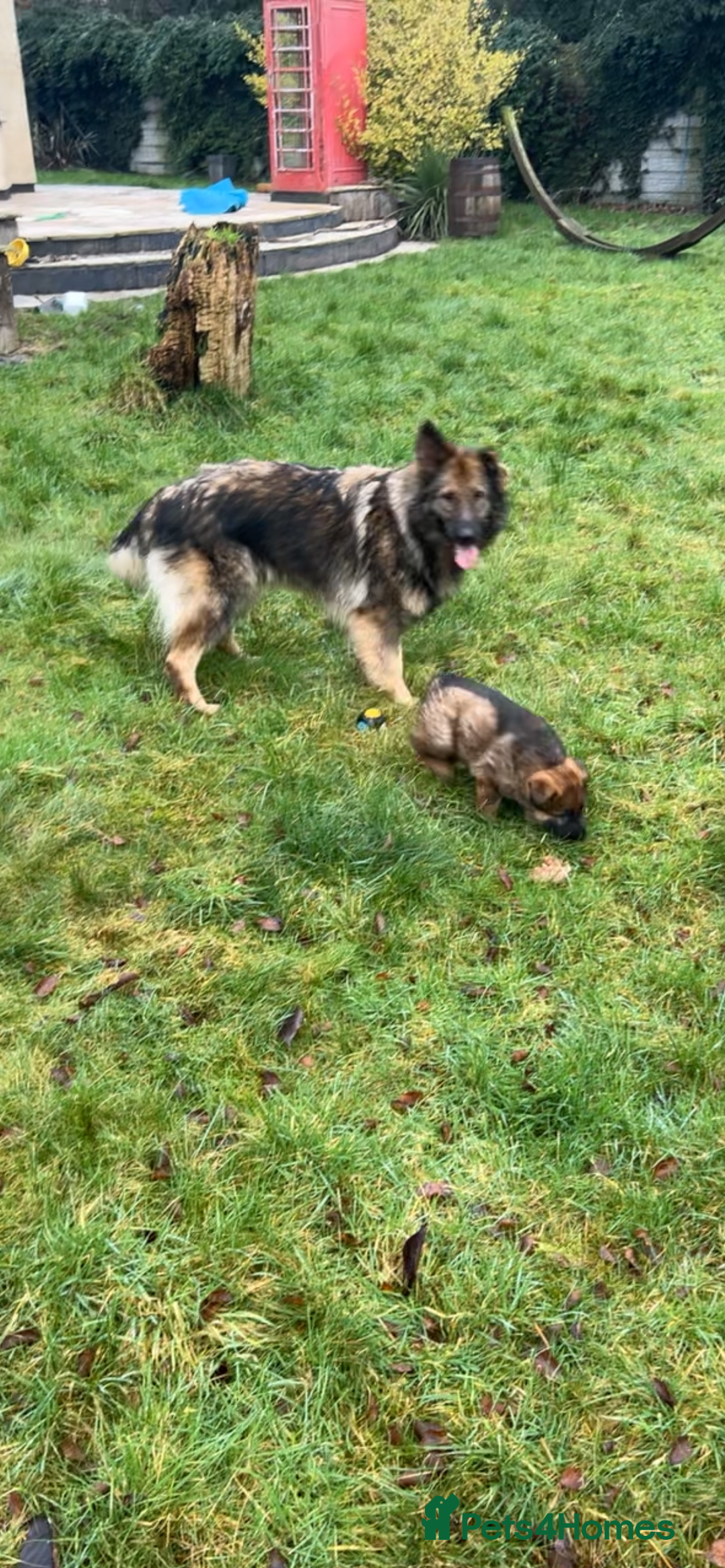 German Shepherd dogs for sale: Male german shepherd - Advert 7