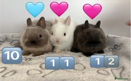 Netherland Dwarf rabbits for sale: 14 x Netherland Dwarf Bunnies 🐰🏡 🥰  - Image 20
