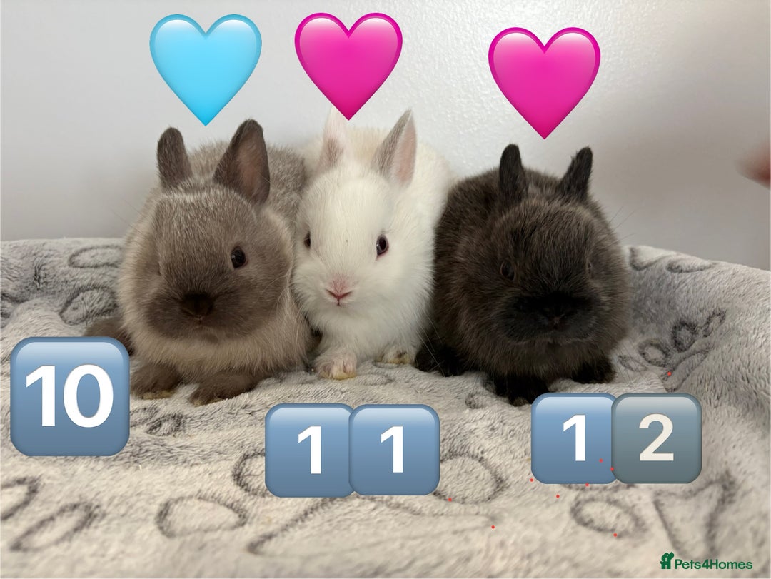 Netherland Dwarf rabbits for sale: 14 x Netherland Dwarf Bunnies 🐰🏡 🥰  - Image 20