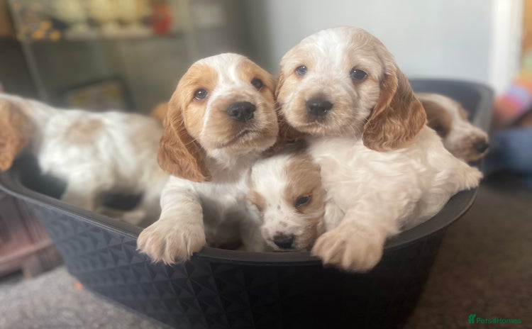 Cocker Spaniel dogs - Advert 1