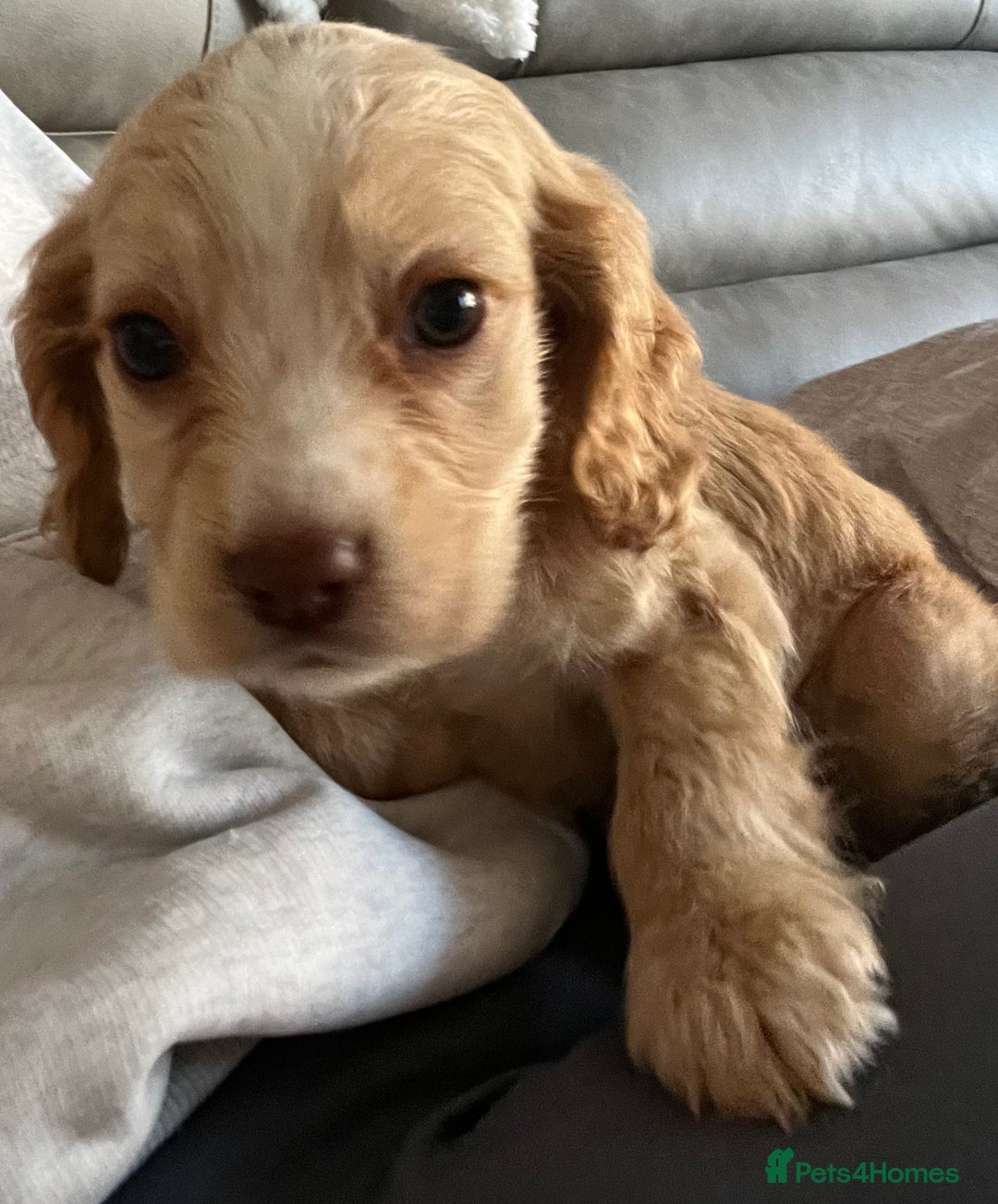 Cocker Spaniel dogs for sale: Cocker spaniel pups 🐾 - Image 22