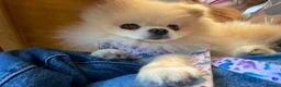 Pomeranian dogs for stud: For stud  in Ashbourne - Advert 7