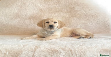 Golden Retriever dogs - Advert 1