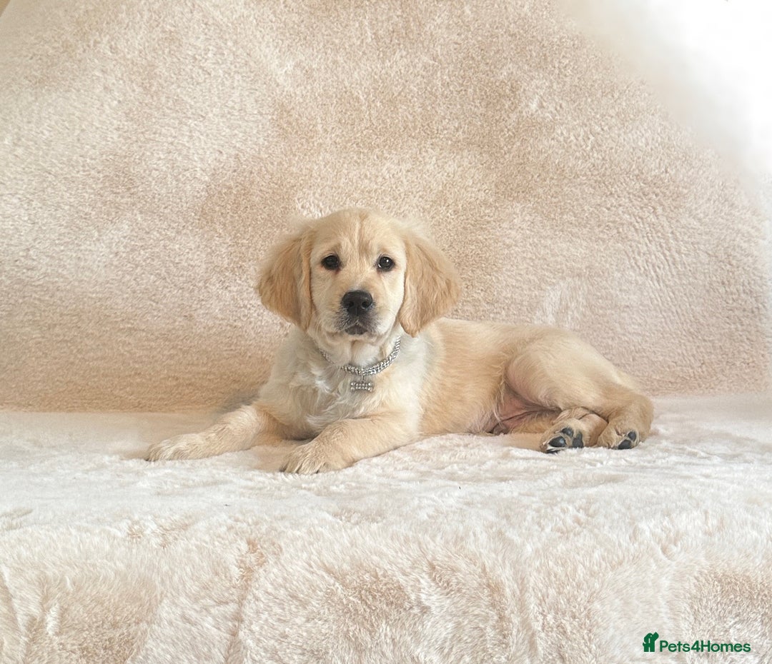 Golden Retriever dogs for sale: Last golden retriever male puppy for sale  - Image 2