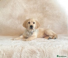 Golden Retriever dogs - Advert 1