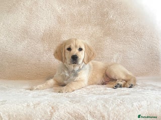 Golden Retriever dogs - Advert 24