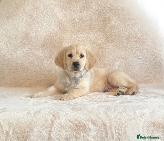 Golden Retriever dogs - Advert 2