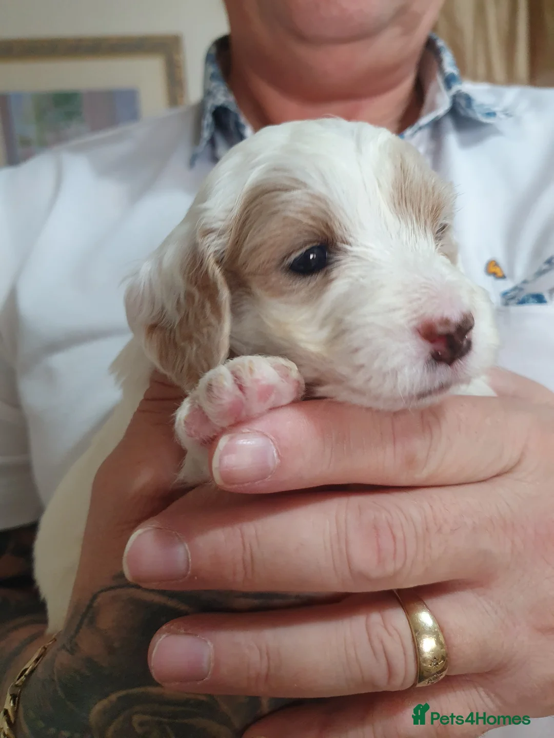 Mixed Breed dogs for sale: Beautiful little of cavapoochon puppies - Advert 5