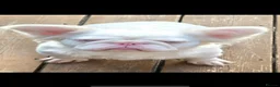 French Bulldog dogs for sale: Fluffy pink French bulldogs - Advert 10